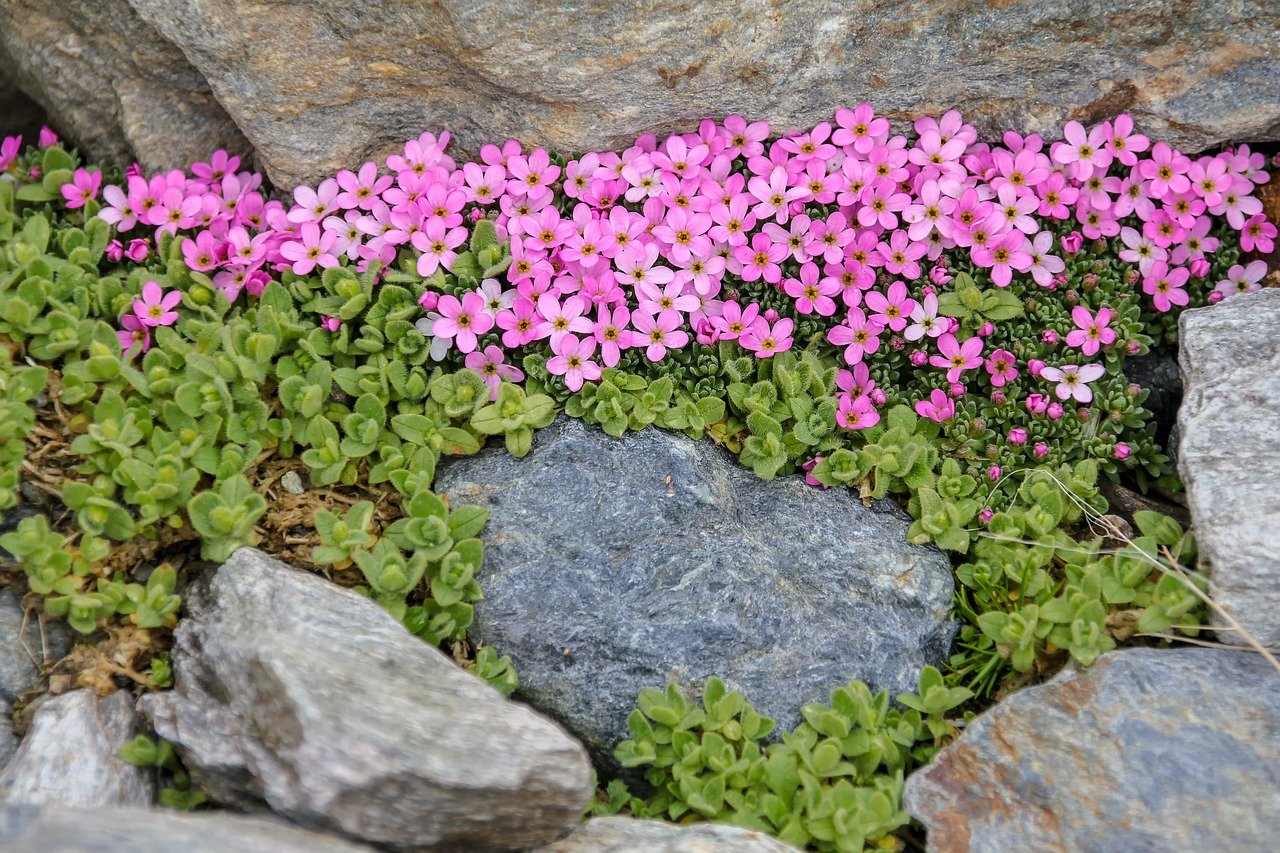 Камнеломка Альпина