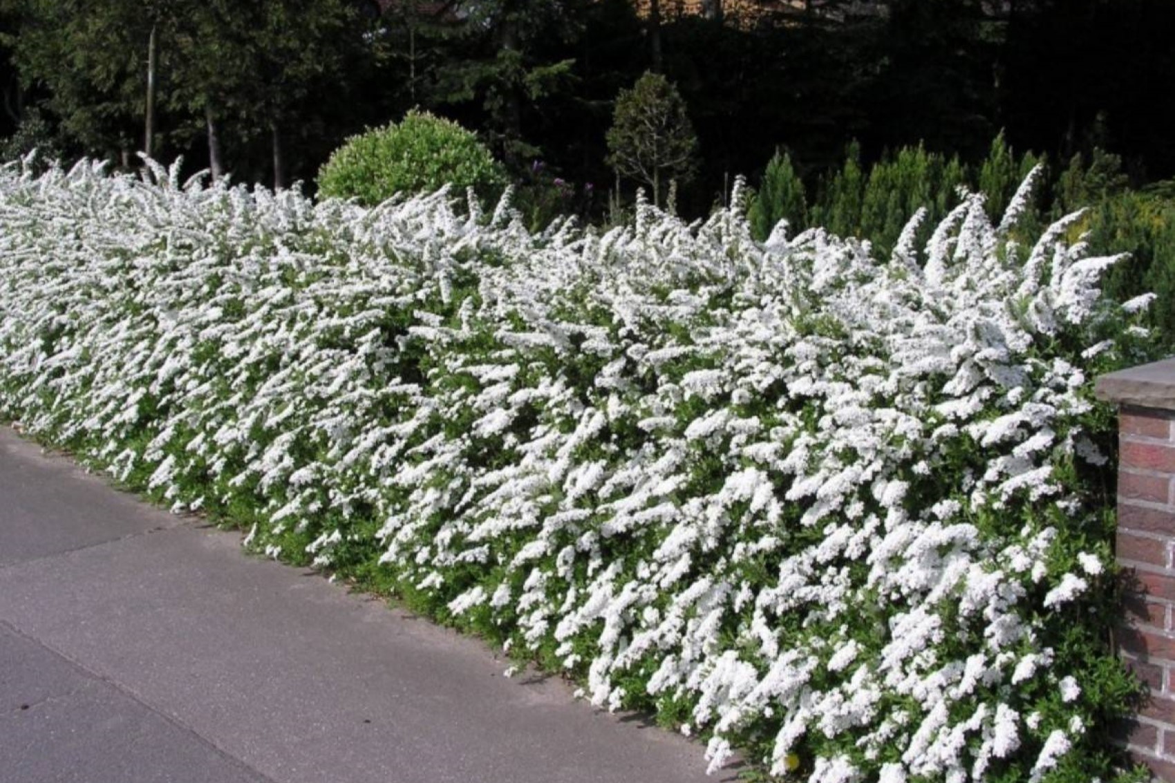 Белые Бордюрные Цветы