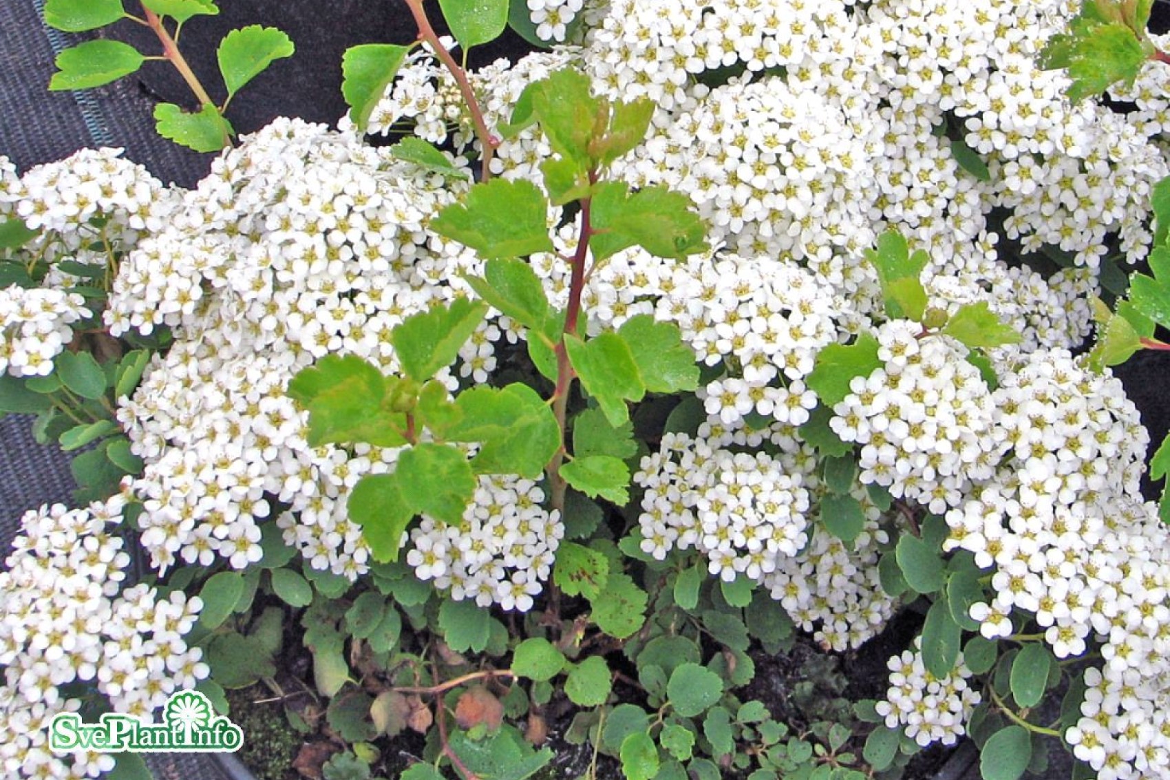 Спирея фото название. Спирея аргута. Спирея городчатая. Спирея падуболистная. Спирея березолистная Вангутта.