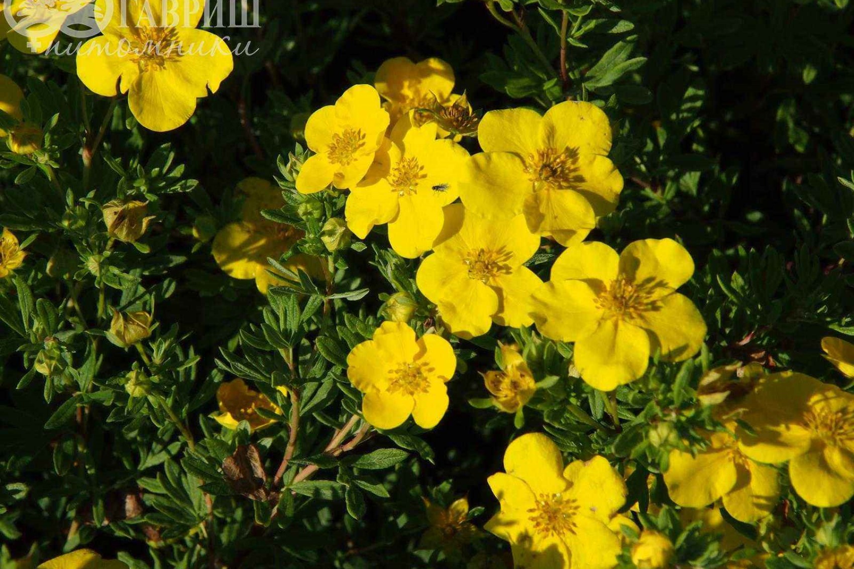 Лапчатка Potentilla fruticosa Goldfinger